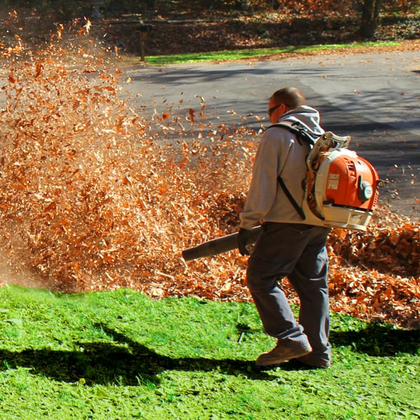 Leaf Removal